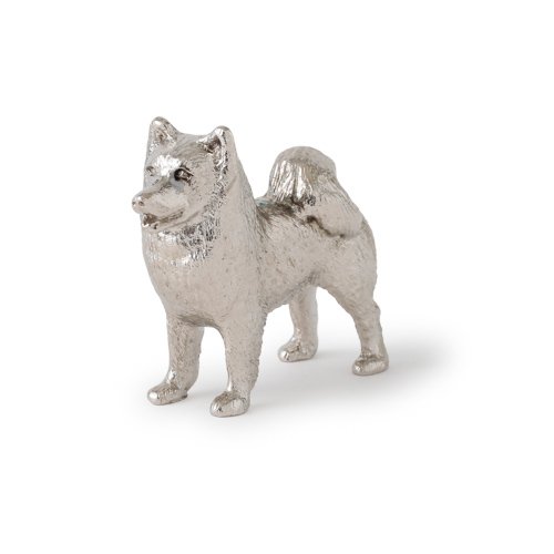 Samoyed
