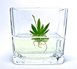 Orchid Bonsai, Zero Maintenance , Miniature Flower Plant for House, Desk, Garden. Unique Plant