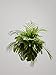 Loose Leaf: Plants - Flowers - Projects - Inspiration