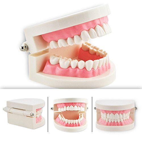 Baoblaze Teeth Teaching Model for Child Oral Tooth Care Model Adult Teeth Gums - Thumbnail 4