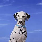Unique style paws Dog Collar with Bowtie Adjustable Cotton Bandana Bow Tie view 6