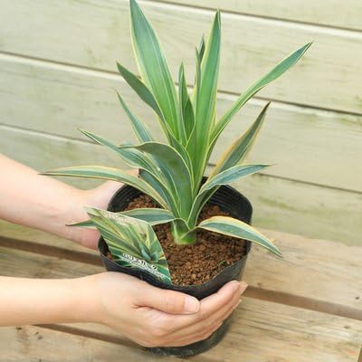 Amazon 観葉植物 ユッカ グロリオサ バリエガータ ポット苗 観葉植物 オンライン通販