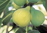 Conadria Yellow Edible Fig Plant - Sweet - 4