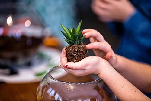 4 Costa+Farms+Unique+Succulents+11+Pack