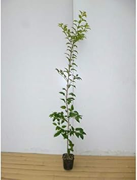 Amazon 15本セット ソヨゴ 樹高0 8m前後 10 5cmポット そよご 常緑樹人気の庭木 苗木 植木 苗 庭木 生け垣 15本 15 植木