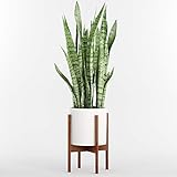 Fox & Fern Modern Plant Stand with 10" Pot