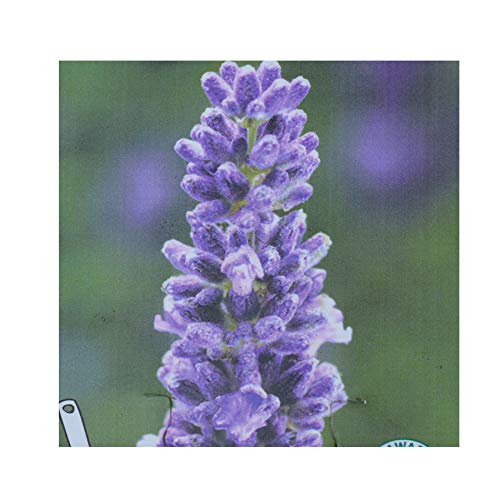 Lavandula angustifolia 'Aromatica Blue' 15cm Pot Size