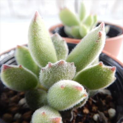 Amazon Hmコチレドン 子猫の爪 多肉植物 コチレドン 6cmポット 観葉植物 オンライン通販