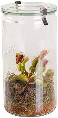 Swampworld Glass XL - Carnivorous Plant - Venus Flytrap