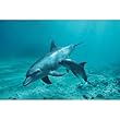 Bottle-Nosed Dolphin and Gray Angelfish on Coral Reef in the Sea Premium Photographic Poster Print by Panoramic Images , 60x20