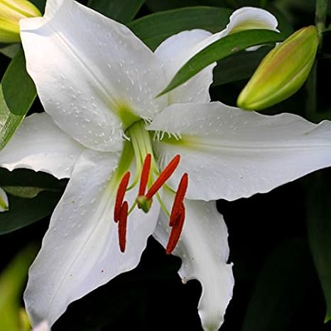 Amazon 香水ユリの花の種は魅力的な香り2個で美しい純粋な Diy 工具 ガーデン