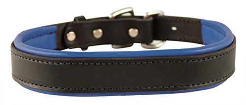 Perri's Padded Leather Dog Collar, Black/Blue, Large