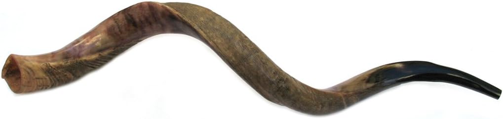 47"-48" Jumbo Yemenite Kudu Horn Half Polished/Natural Shofar by Peer Hastam, with Anti Odor Spray, Made in Israel