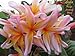 20 Fresh Seeds Plumeria Agave Rare Real Leela www