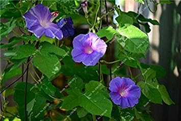Amazon Co Jp 18 イタリア朝顔種子ビッグペチュニア種子ビッグブルーム Diyガーデニングレア花の種子ピュリファインエアー50個販売18 ホーム キッチン