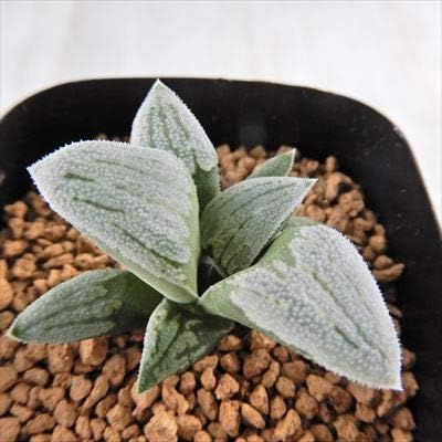 Amazon Co Jp Niハオルチア 白銀鉄道ジャンボ 銀河鉄道 白銀ピクタ 白銀堀川 白銀ピクタ 堀川ピグマエア 堀川鉄道j 多肉植物 カクタスニシさん苗 ハオルチア 0904 131 現品販売 7 5cmポット ホーム キッチン