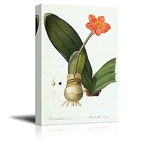 Scientific Illustration of a Flower Redoute Liliacees by...