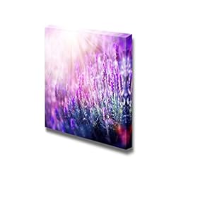 Canvas Prints Wall Art - Lavender Field Under Sun Rays | Modern Wall Decor/Home Decoration Stretched Gallery Canvas Wrap Giclee Print & Ready to Hang - 12" x 12"