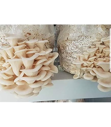 Price: €3.00 - White Oyster Mushroom Mycelium Spores Seeds Pleurotus Cornucopiae
