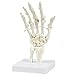 Human Hand and Wrist Skeleton Model on Base Stand, Articulating - Anatomical Model | White, 4.25 x 10 x 4.25 Inches