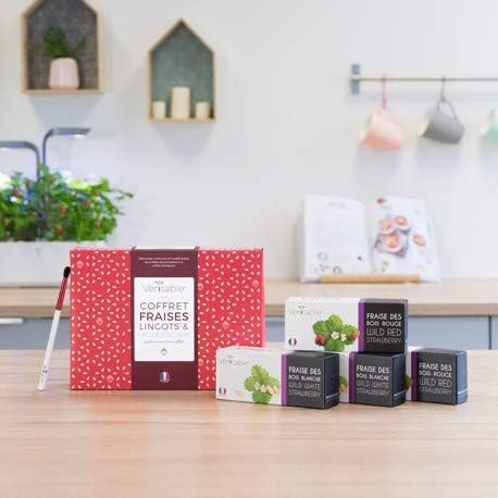 VERITABLE - Set de regalo 4 Lingots - Compatible con todos los ...