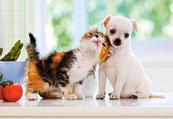 Unbekannt Puzzle 500 Teile Chihuahua Hund Und Katze