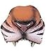 Jungle Tiger Nose