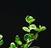 Mainam Giant Baby Tears Micranthemum umbrosum Freshwater Live Aquarium Plants Bundle Tropical Aquatic Water Plant Decorations