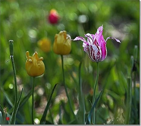 Amazon Co Jp ホームガーデン用1pcsチューリップの花の球根多年生植物球根高い発芽率盆栽 9 ホーム キッチン Amazon Co Jp ホームガーデン用1pcsチューリップの花の球根多年生植物球根高い発芽率盆栽 9 ホーム キッチン