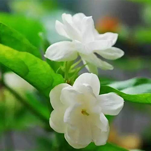 200g (0.44LB) Tè al gelsomino secco Bud Fiore Tè Verde Pu-erh Torta del tè Fioritura tisana tè profumato Tè floreale Tè… - immagine 8