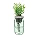 Modern Sprout MS-GS-1004 Indoor Cilantro Herb Kit (7 Items)