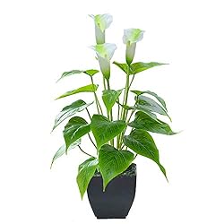 Artificial Flower Calla Lily Faux Small Potted