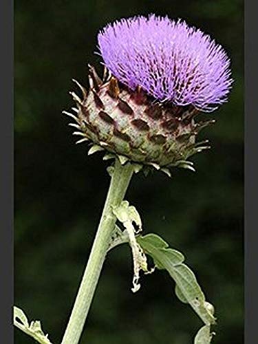Bianco Avorio Cardoon Seeds (Rare) - A Beauty in The Garden! (10 Seeds) ALG1062