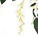 Felice Arts 4 Pcs Artificial Flowers 6.6ft/Piece Silk Wisteria Ivy Vine Green Leaf Hanging Vine Garland for Wedding Party Home Garden Wall Decoration, Cream