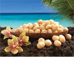 Macadamia Nuts Dry Roasted Sea Salt MacFarms 12oz - Thumbnail 2