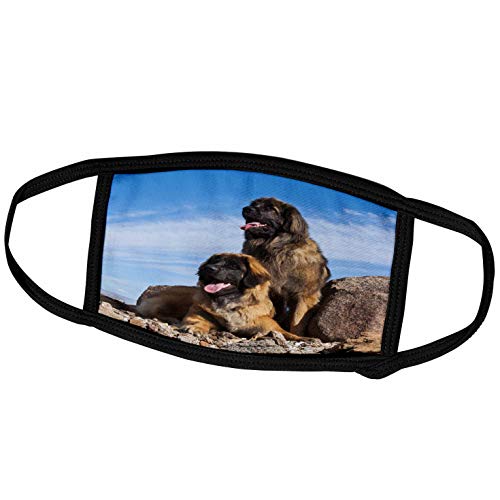3dRose Face Mask Large, Two Leonbergers in The Colorado Desert, PR