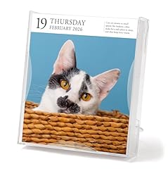 Cat Page-A-Day® Gallery Calendar 2026: A