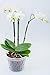 DAN Market Orchid Breathable Slotted Clear Plastic Pot (5.5 inch (4 Pack))
