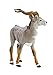 Wild Safari Lesser Kudu