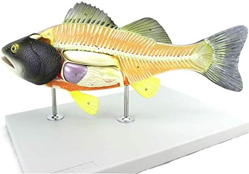 GEEFSU-Fish Anatomical Model Highlights The Physiological Structure of The Fish - for Scientific Research in Aquaculture