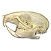 Rat Skull (Natural Bone Quality A)