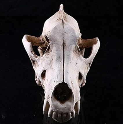 Amazon Felizly オオカミ 標本 頭蓋骨 模型 骨格標本 オブジェ プラモデル 通販