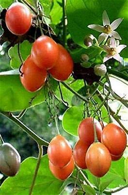 10 Seeds Solanum betaceum Tamarillo Fruit Tree by Tricathings