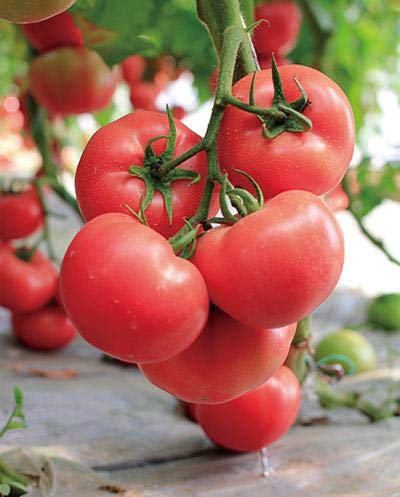 HONIC 100 Unidades Mezcla de Verduras Tomate, Plantas en macetas ...