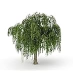 Chinese Weeping Willow Bonsai Tree Cutting To Grow - Fast Growing Willow Bonsai With Weeping Branches