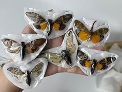 10 Real Assorted Cicadas Beetles Insect Taxidermy