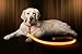 ILLUMISEEN LED Dog Collar USB Rechargeable - Bright & High Visibility Lighted Glow Collar for Pet Night Walking - Weatherproof, in 6 Colors & 6 Sizes (Orange Small)