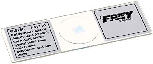 Frey Scientific Lieder Prepared Onion Epidermal Cells Microscope Slide, Angiospermae Class, 3" Length x 1" Width
