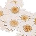 Pomeat 24pcs Daisy Pressed Flower