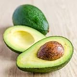 Brighter Blooms Hass Avocado Tree - up to 5 ft. tall trees, ready to give fruit - Get Delicious Avocado Fruit Year Round from This Fruit Tree